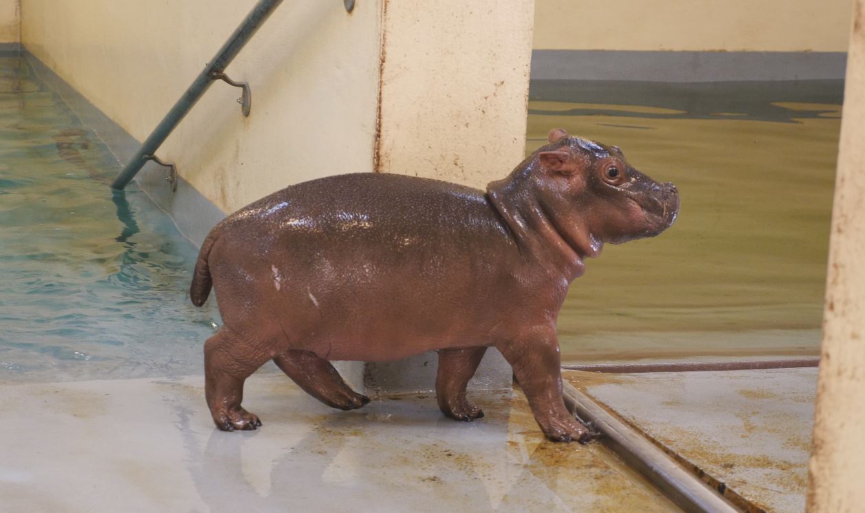 Wbir Help Name Baby Hippo At Memphis Zoo